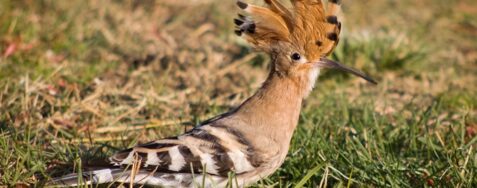 A bugybóka árnyékában